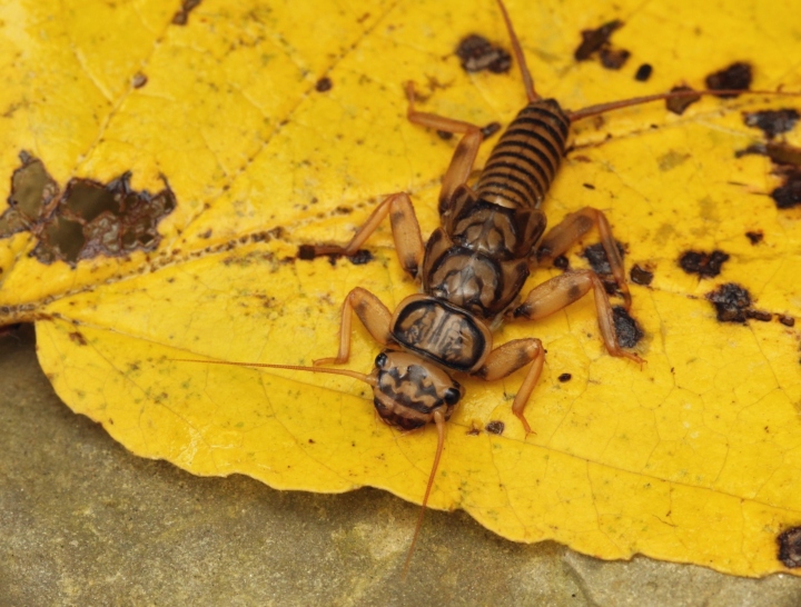 Stonefly Larva